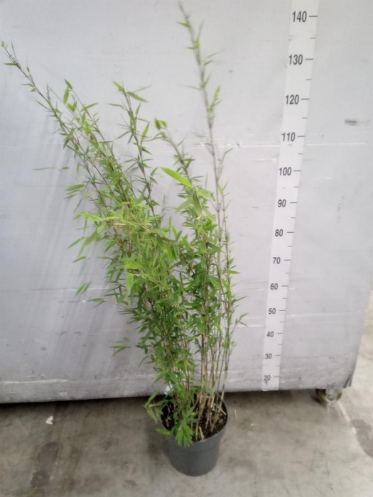 <h4>Fargesia nitida 'Volcano'</h4>