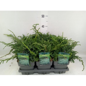 Juniperus squamata 'Blue Carpet'