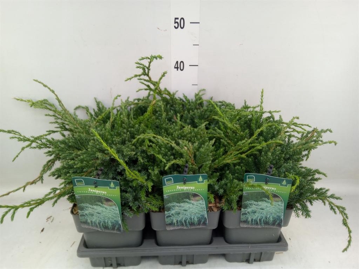 <h4>Juniperus squamata 'Blue Carpet'</h4>