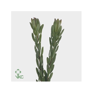 Leucadendron Goldstrike