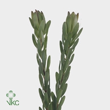 <h4>Leucadendron Saf Goldstrik</h4>