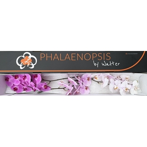 Phal Mothers Day Mix x 25