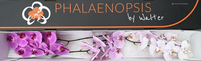 <h4>Phal Mothers Day Mix x 25</h4>