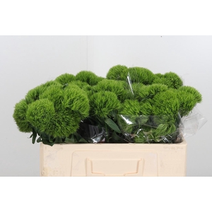 Dianthus Kiwi