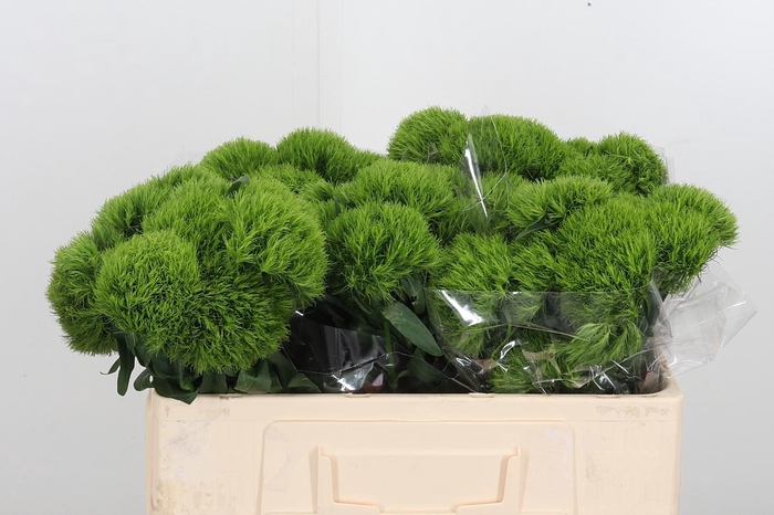 <h4>Dianthus Kiwi</h4>
