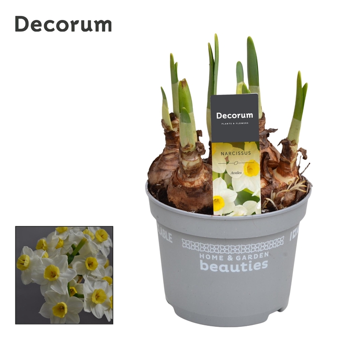 <h4>Narcis Avalex</h4>