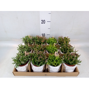 Rhipsalis   ...mix