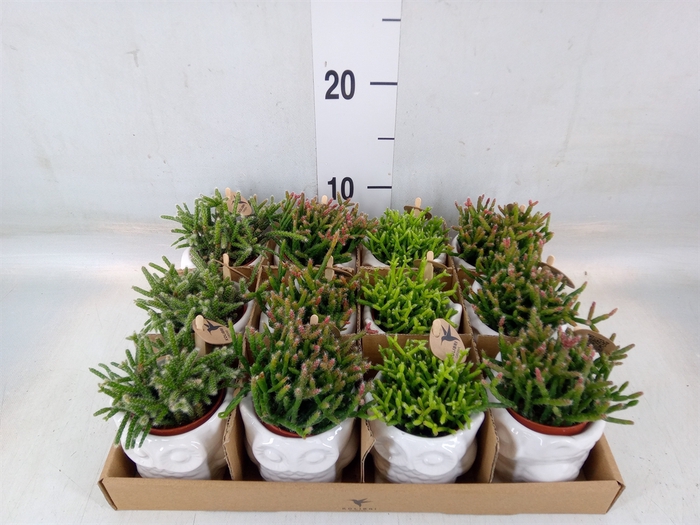 <h4>Rhipsalis   ...mix</h4>
