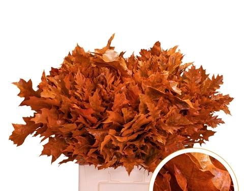 <h4>QUERC RUBRA 60CM FROST ORANGE</h4>