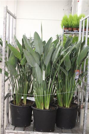 <h4>Strelitzia Regin Bl 6pp 3-4 Bloemen</h4>