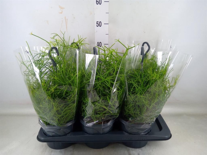 <h4>Rhipsalis   ...mix</h4>