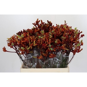 Kangaroo Paw Early Spring