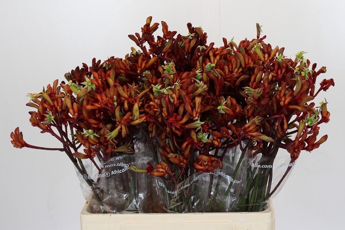 <h4>Anigozanthos Early Spring</h4>