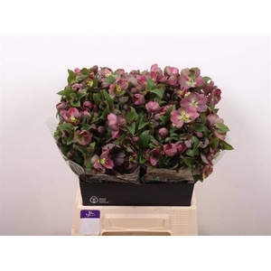 HELL MAMMOTH PINK HELLEBORUS PINK