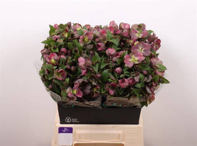 <h4>HELL MAMMOTH PINK HELLEBORUS PINK</h4>