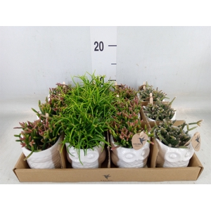 Rhipsalis   ...mix