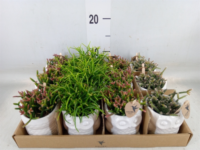 <h4>Rhipsalis   ...mix</h4>