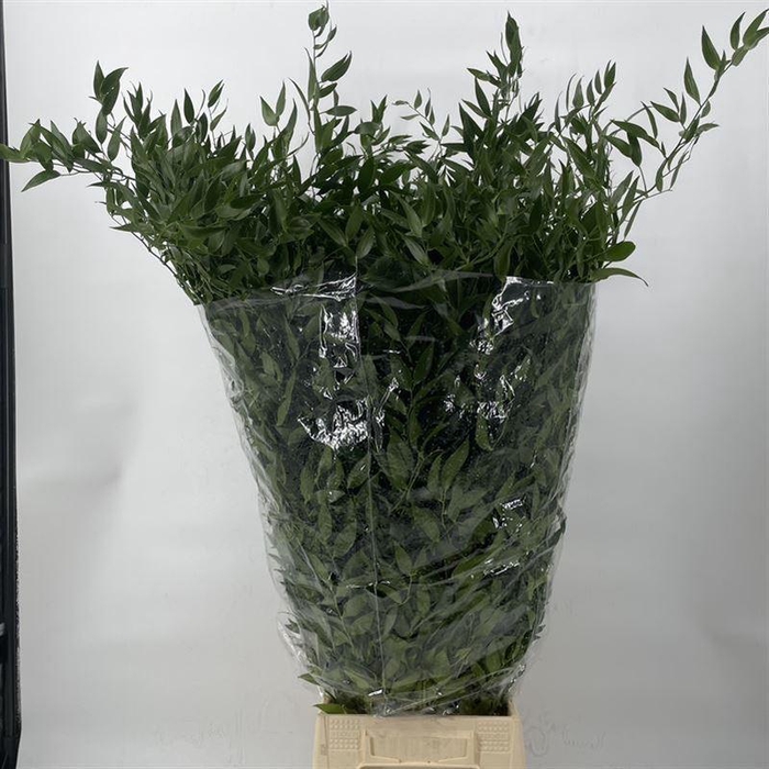 <h4>Ruscus aculeatus   .../bos</h4>