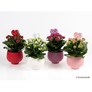 KALANCHOE BLOSSFELDIANA