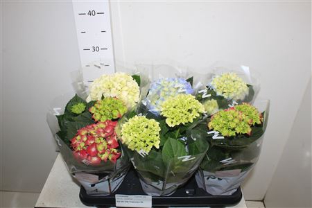 <h4>Hydr Macrophylla Gem 2-3</h4>
