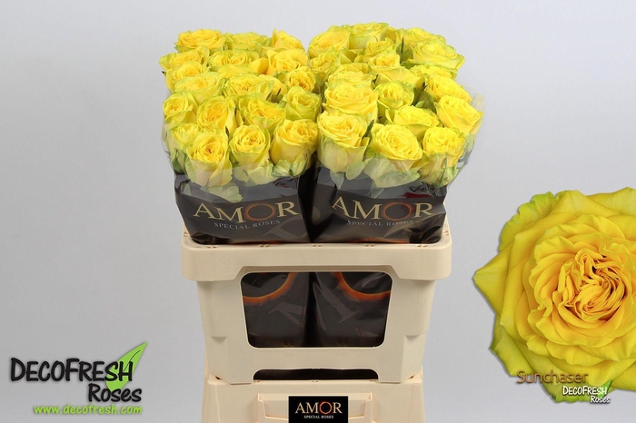 <h4>R Gr Sunchaser</h4>