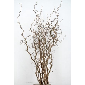 CORYL AV CONTORTA 2 JARIG 160CM