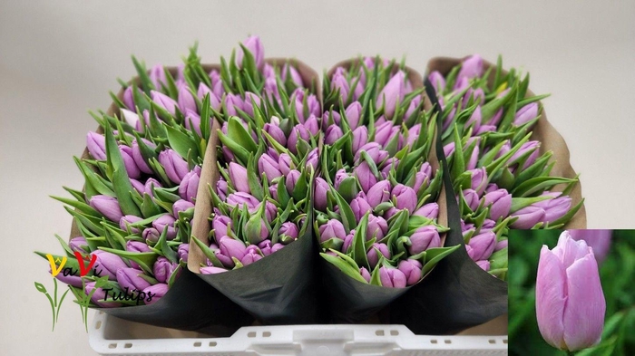 <h4>TU EN CANDY PRINCE</h4>