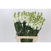 Matthiola Iron White