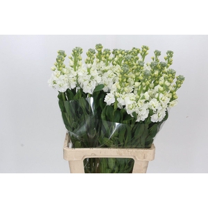 Matthiola Iron White