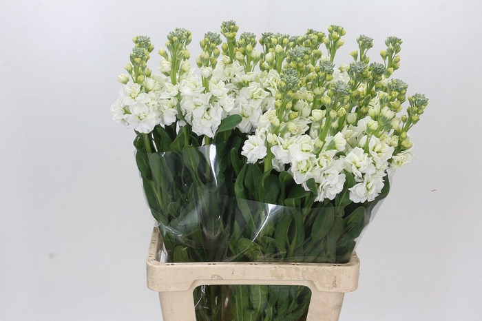 Matthiola Iron White