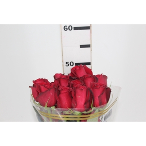 ROSA SAMOURAI 050 CM ESTUFA