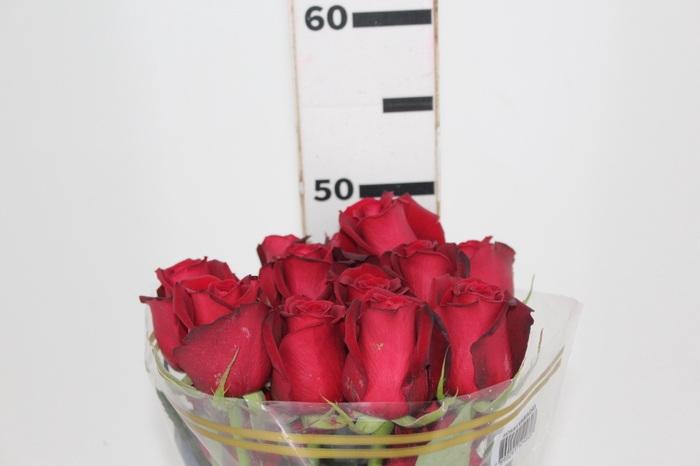 <h4>ROSA SAMOURAI 050 CM ESTUFA</h4>