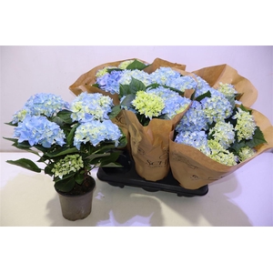 arr8 Hydr M Ov Blauw