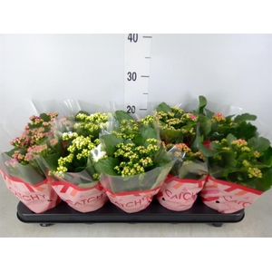 Kalanchoe blos.   ..rosebud mix  5