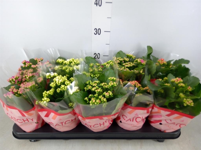 <h4>Kalanchoe blos.   ..rosebud mix  5</h4>