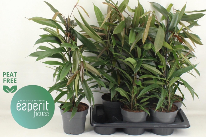 <h4>FIC BIN AMSTEL KING</h4>