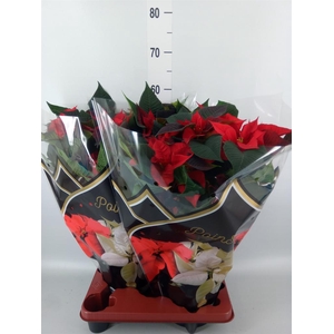 Euphorbia pulc. 'Christ Feel'