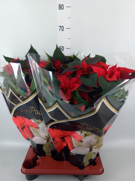 <h4>Euphorbia pulc. 'Christ Feel'</h4>