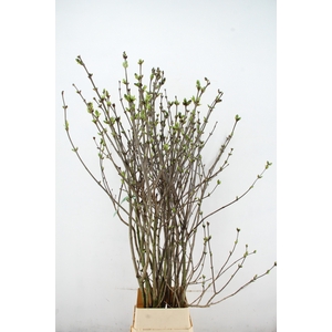 SYRINGA  PAARS PER STEM 180CM