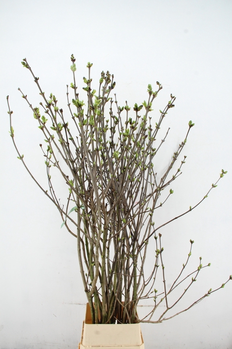 <h4>SYRINGA  PAARS PER STEM 180CM</h4>