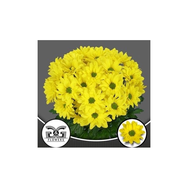 <h4>G&G Flowers Dicha NLD</h4>