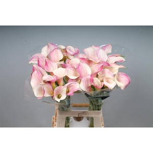 Zantedeschia blushing lady