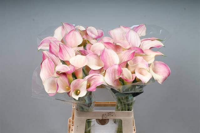 <h4>Zantedeschia blushing lady</h4>