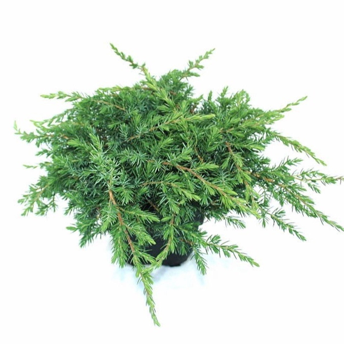 <h4>Juniperus conferta Schlager</h4>