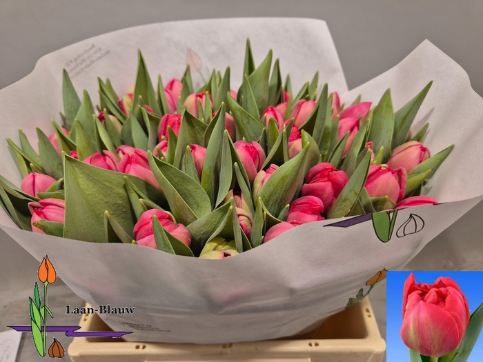 <h4>TU DU BELGRAVIA</h4>