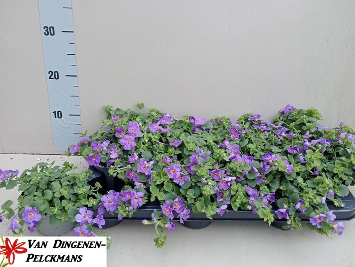 <h4>SUT BIG BLUE FALLS</h4>