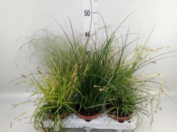 <h4>Carex   ...mix</h4>