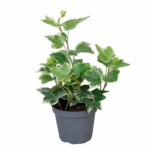 HEDERA HELIX P6 WITBONT