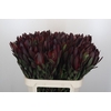 Leucadendron Saf Sunset Dark R.