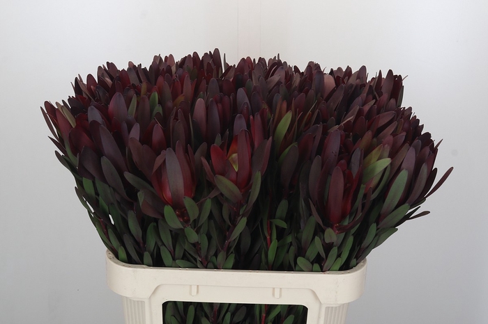 Leucadendron Saf Sunset Dark R.